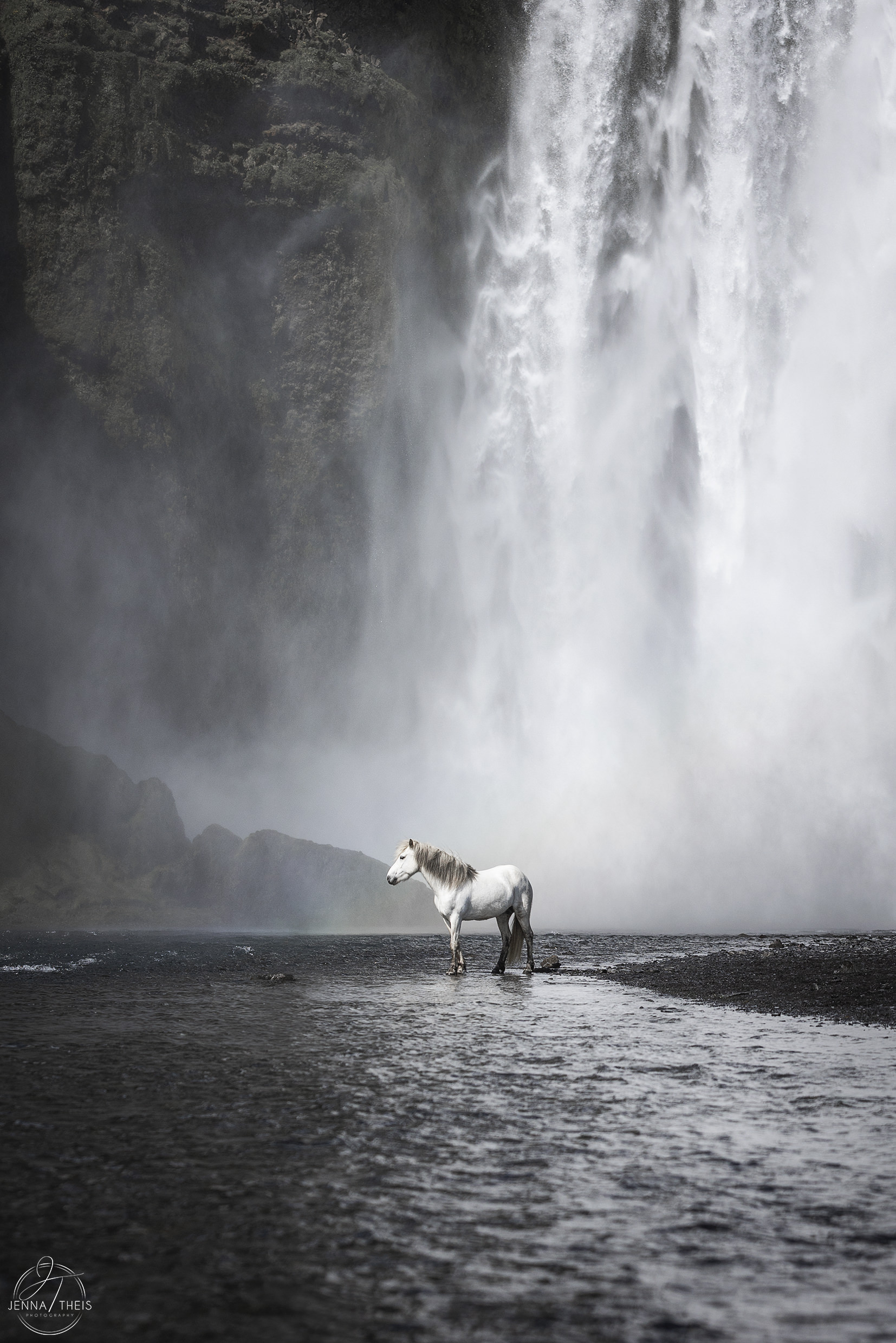 Weißes Islandpferd steht im Wasser vor dem Skogafoss Wasserfall