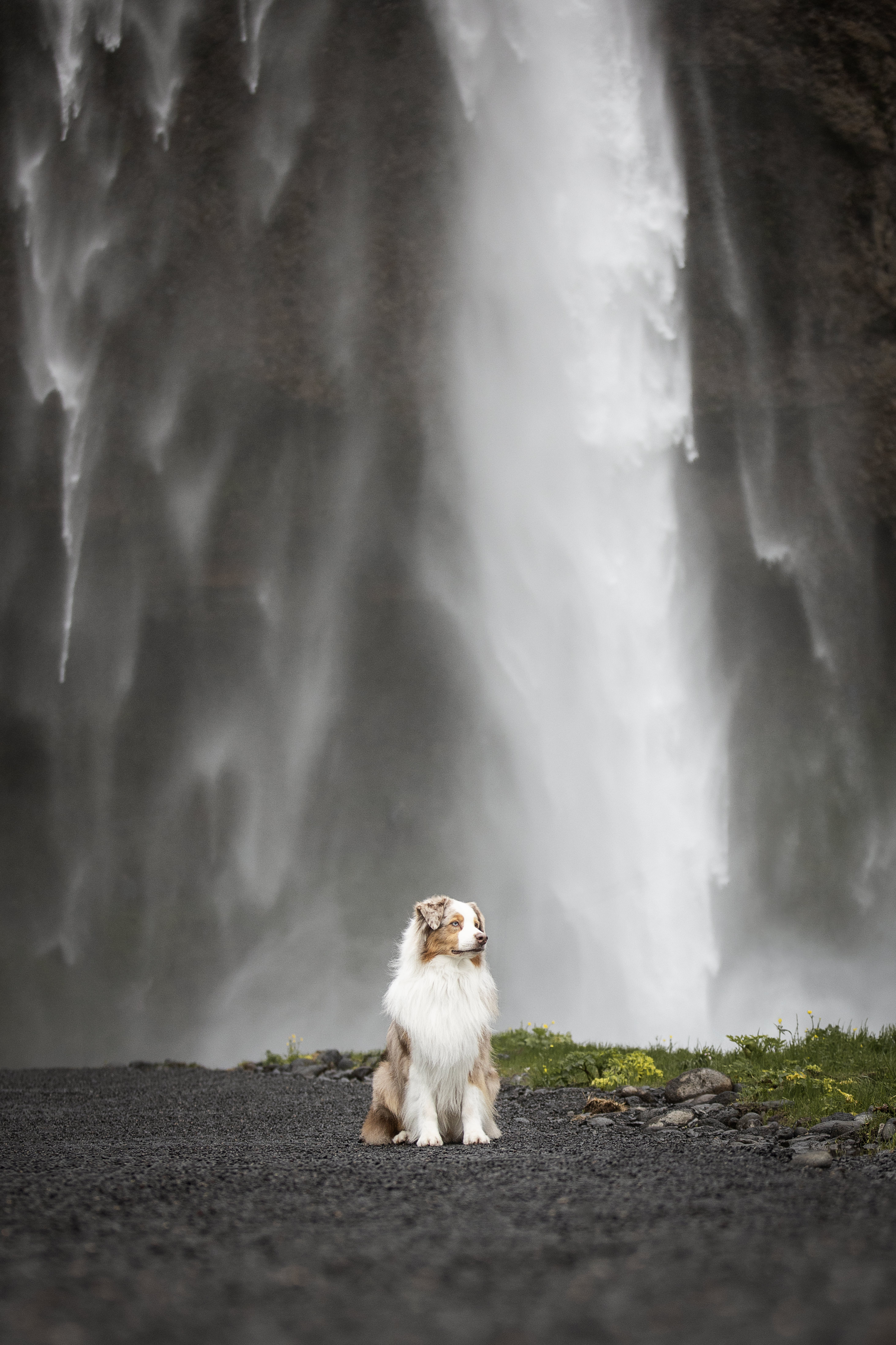 Australien Shepherd Zuchtrüde vor dem Skogafoss Wasserfall in Island