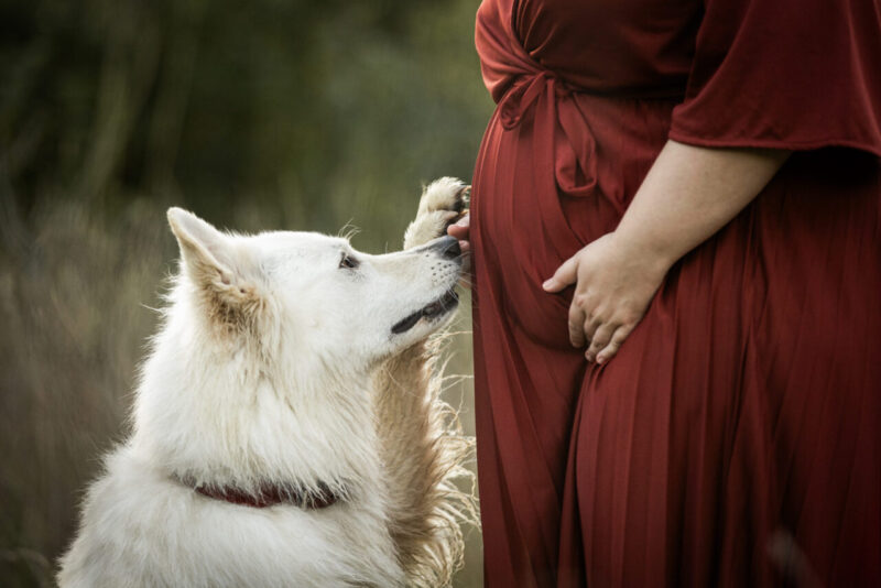 Detailfoto von einem weißen Schäferhund, der seine Pfote zum Bauch von einer schwangeren Frau hebt
