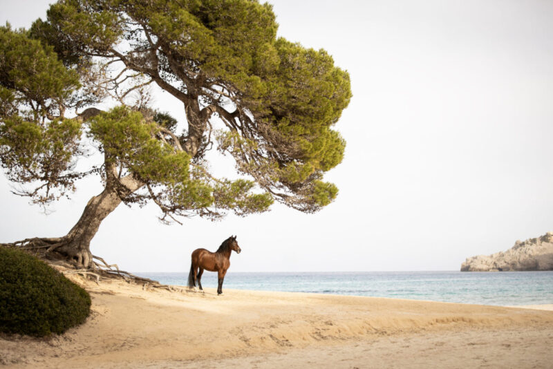 Braunes spanisches Pferd steht auf einem Strand unter einem Baum, Meer im Hintergrund