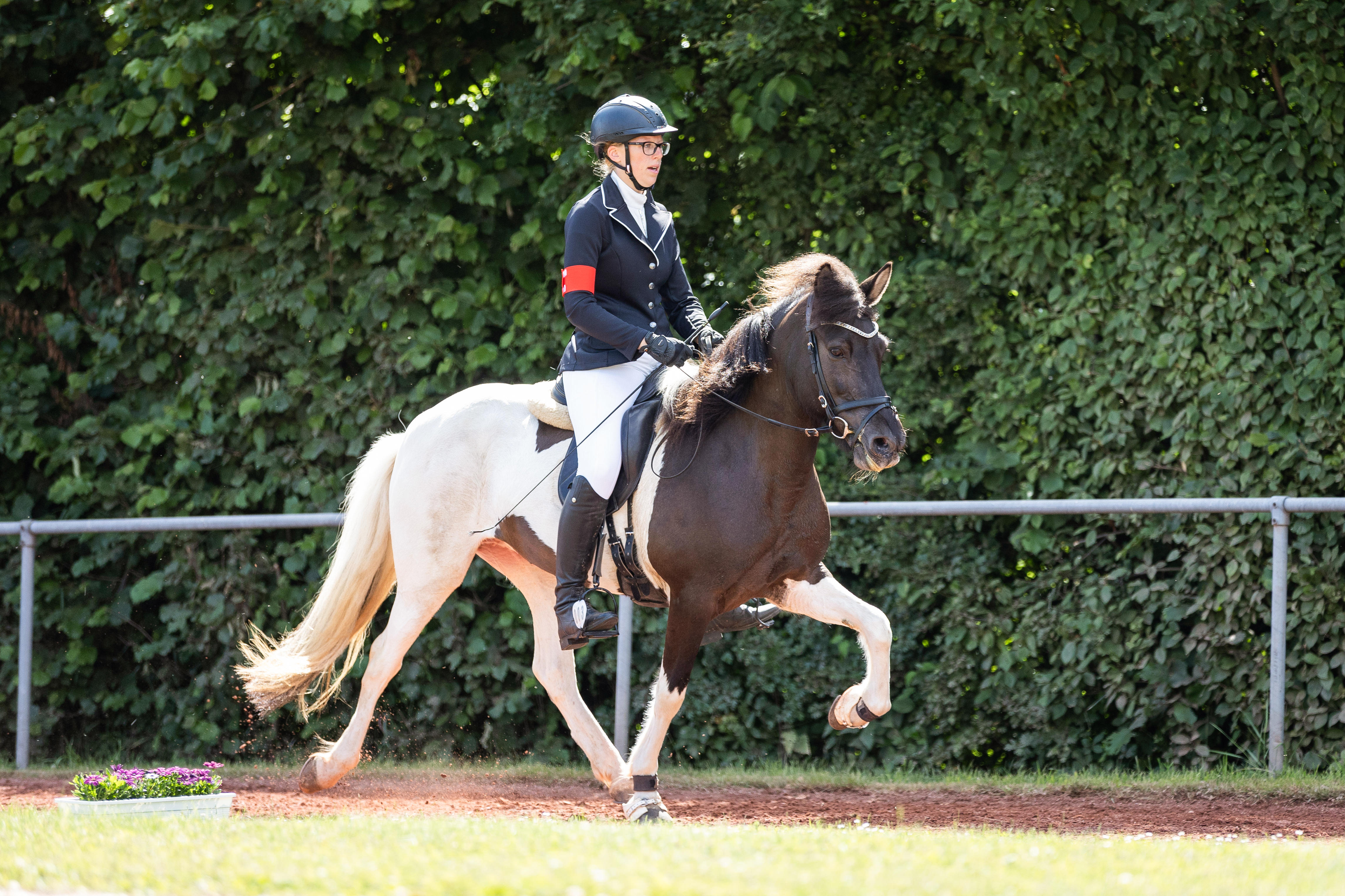 Reiterin auf töltendem Isländer Rappschecke auf einer Ovalbahn während einem Turnier