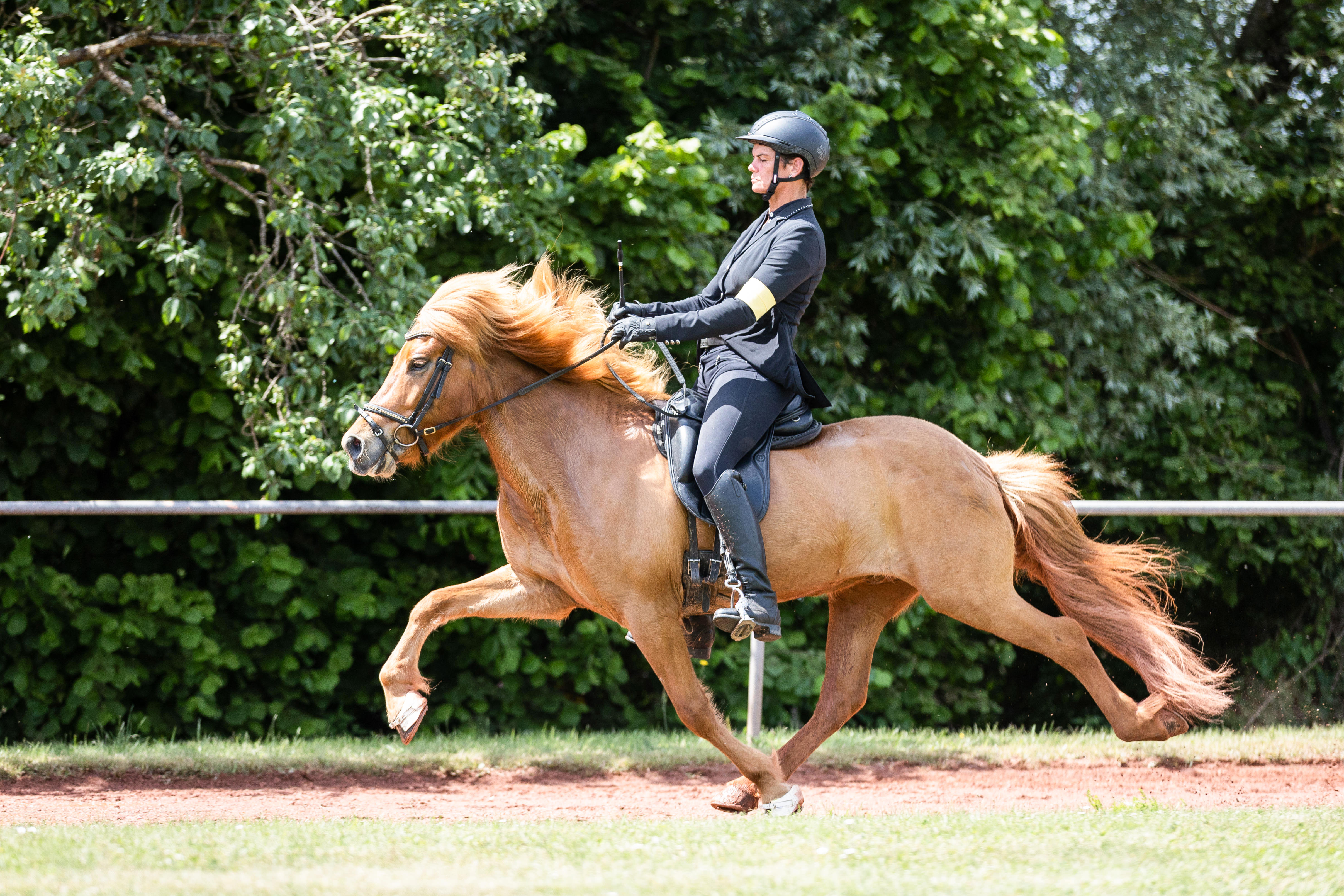 Reiterin mit ihrem Islandpferd im Rennpass auf einer Ovalbahn