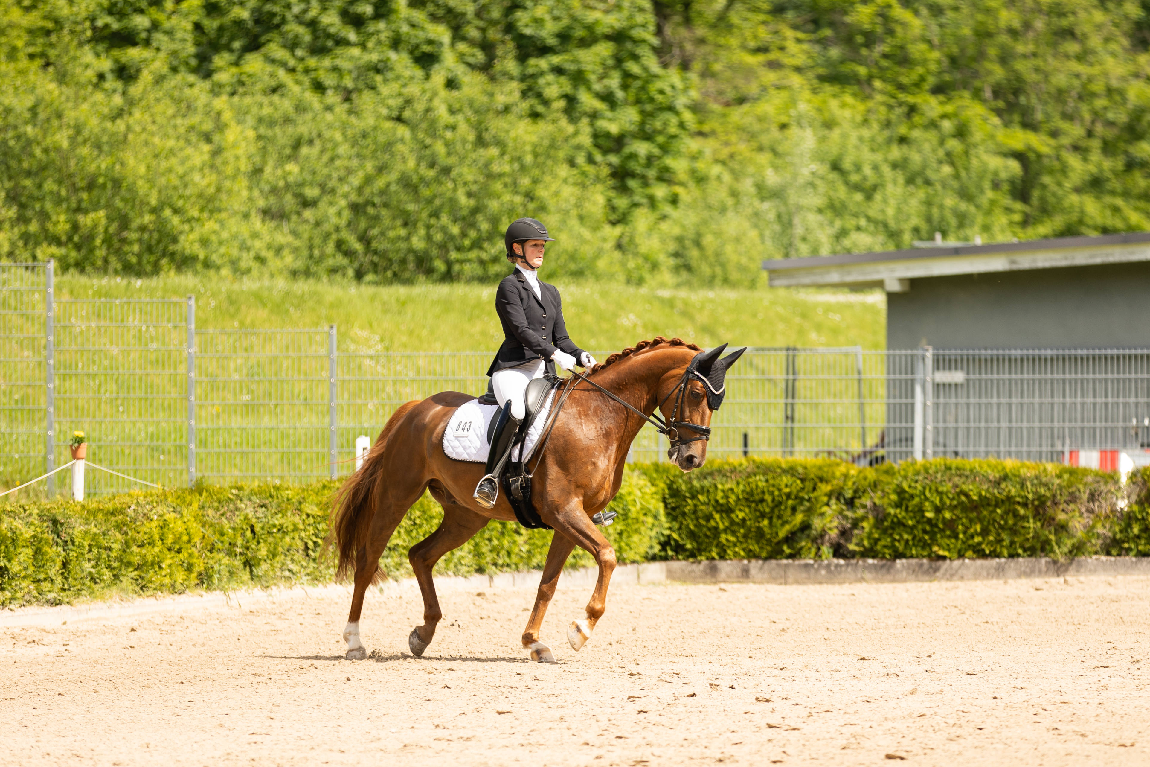 Reiterin trabt mit ihrem Fuchs während einer Dressurprüfung bei den Saarburger Reitertagen