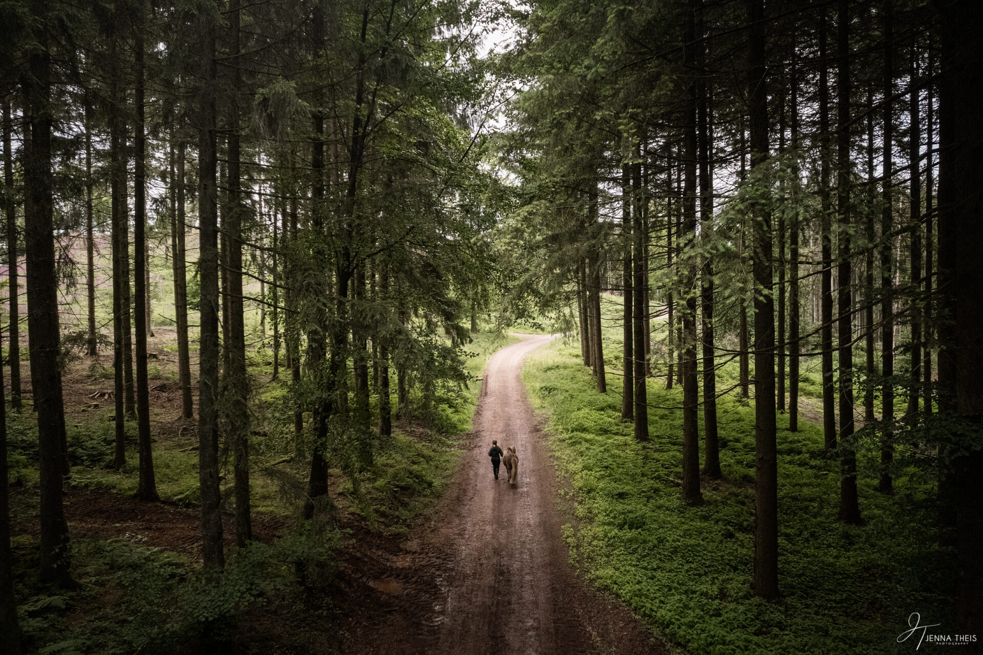 Drohnenaufnahme von einer Frau, die mit ihrem Islandpferd über einen Waldweg läuft