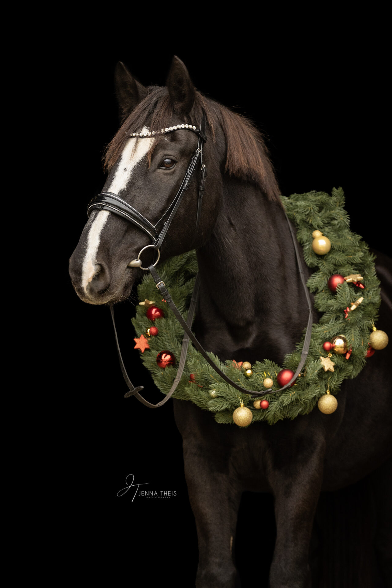 Ein schweres Warmblut trägt einen Weihnachtskranz um den Hals, Fotoshooting vor schwarzem Hintergrund